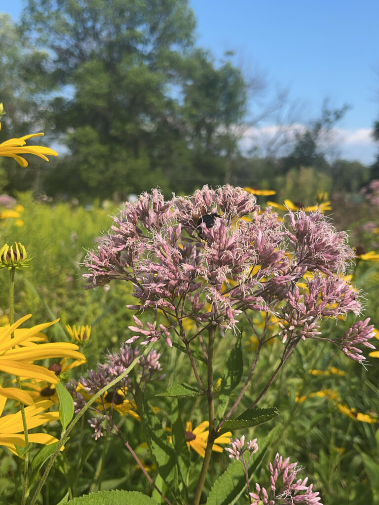 common milkweed